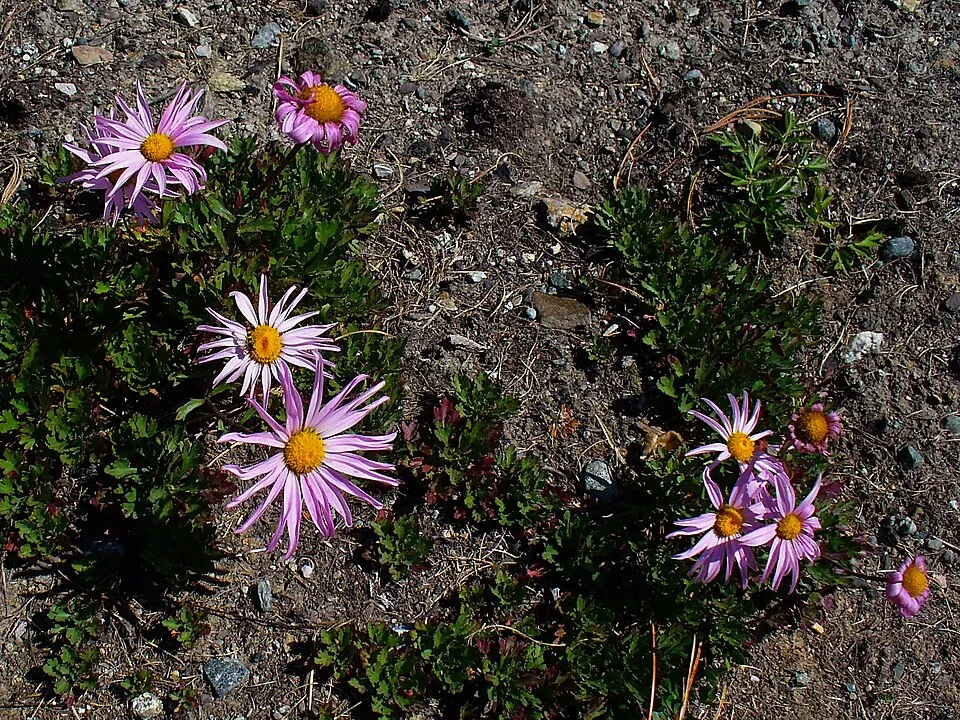 Zawadzki-krizantém / Chrysanthemum zawadzkii