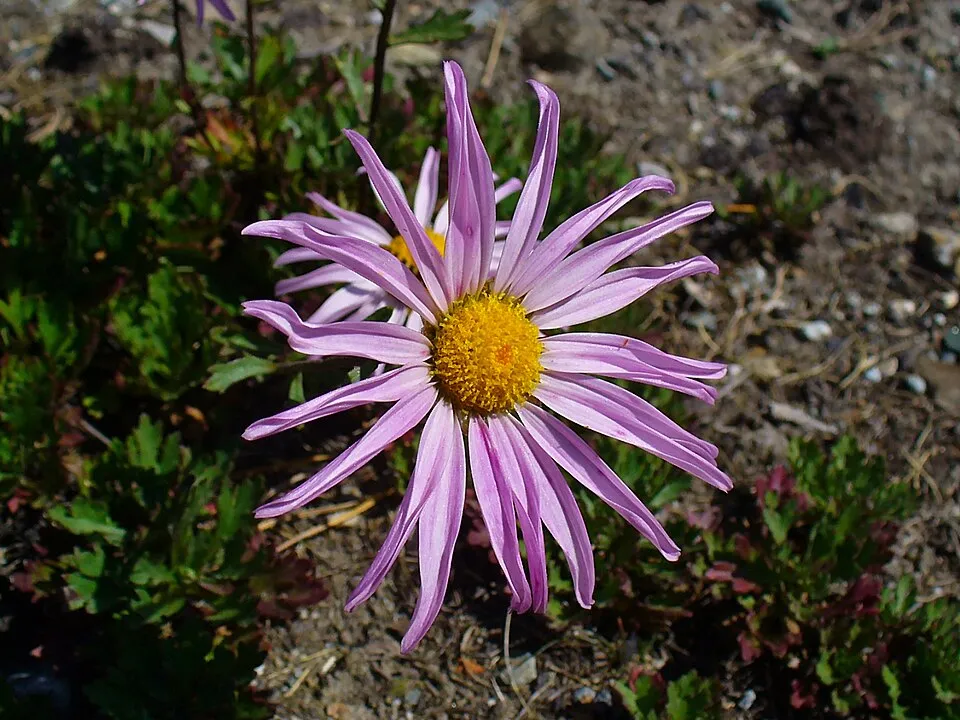 Zawadzki-krizantém / Chrysanthemum zawadzkii