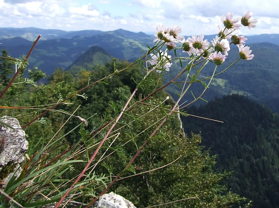 Zawadzki-krizantém / Chrysanthemum zawadzkii