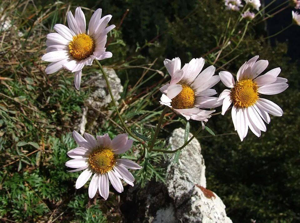 Zawadzki-krizantém / Chrysanthemum zawadzkii