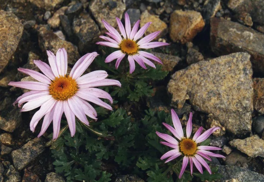 Zawadzki-krizantém / Chrysanthemum zawadzkii
