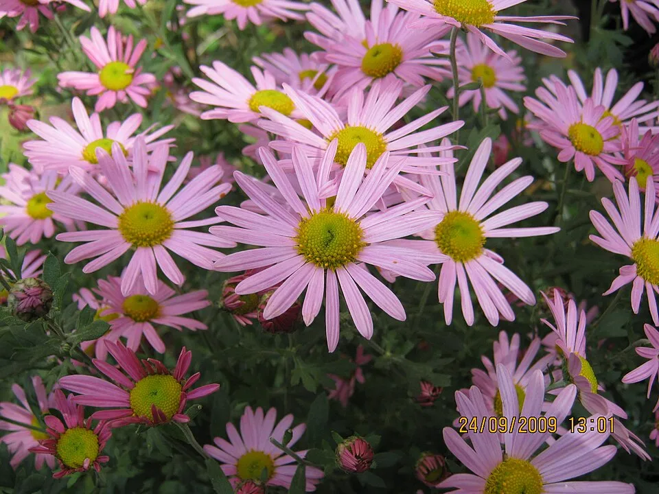 Zawadzki-krizantém / Chrysanthemum zawadzkii