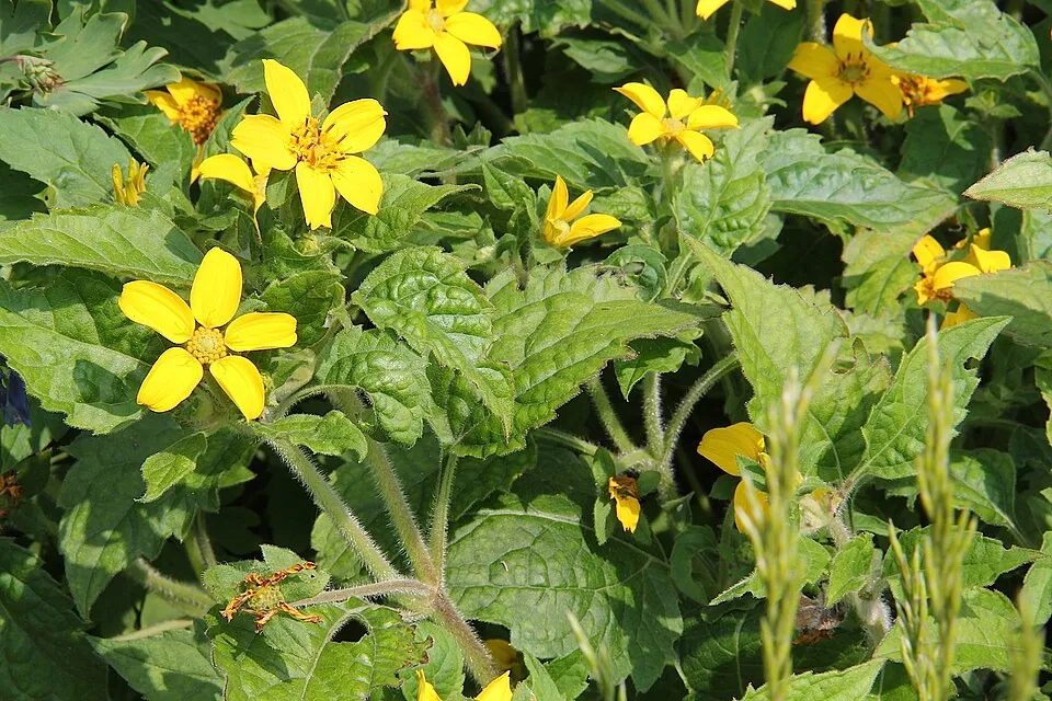 Aranykosárka  / Chrysogonum virginianum