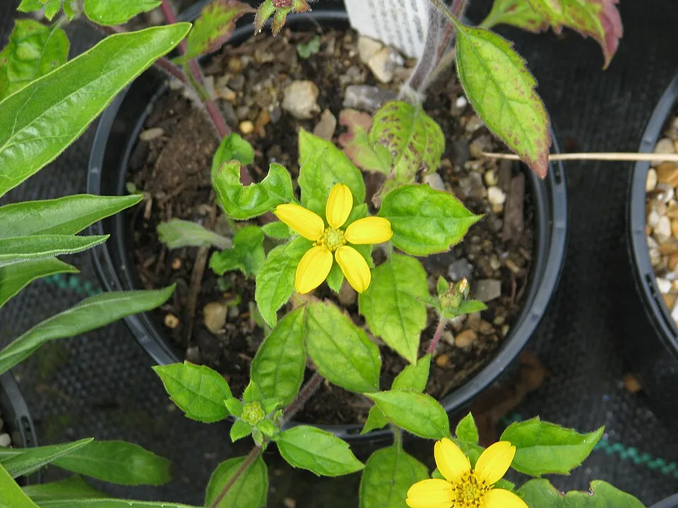 Aranykosárka  / Chrysogonum virginianum