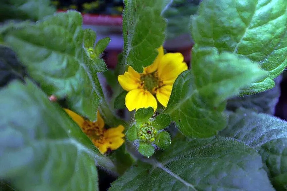 Aranykosárka  / Chrysogonum virginianum