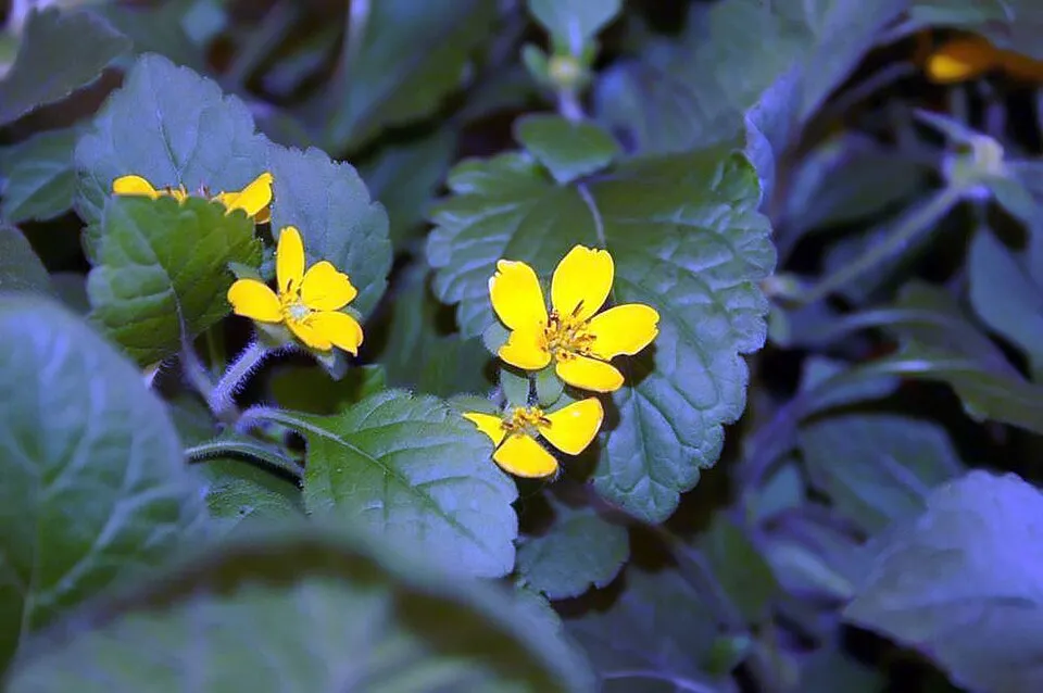 Aranykosárka  / Chrysogonum virginianum