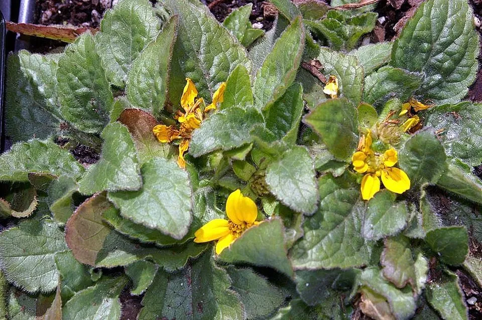 Aranykosárka  / Chrysogonum virginianum