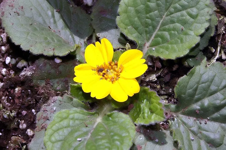 Aranykosárka  / Chrysogonum virginianum