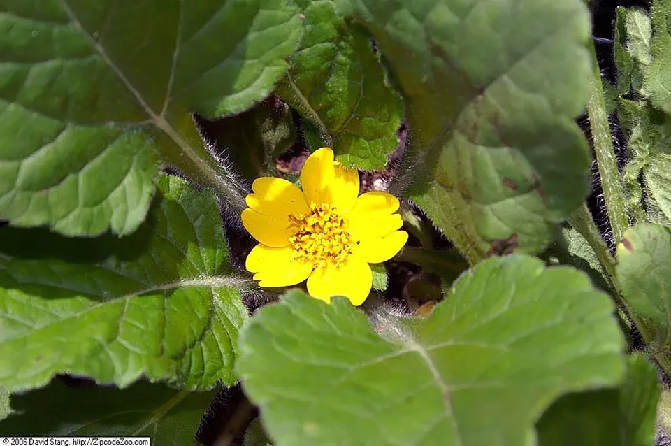 Aranykosárka  / Chrysogonum virginianum 'Andre Viette'