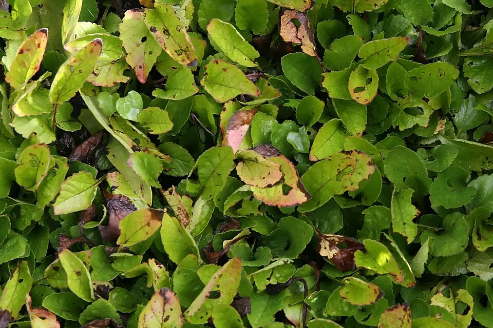 Aranykosárka  / Chrysogonum virginianum 'Andre Viette'