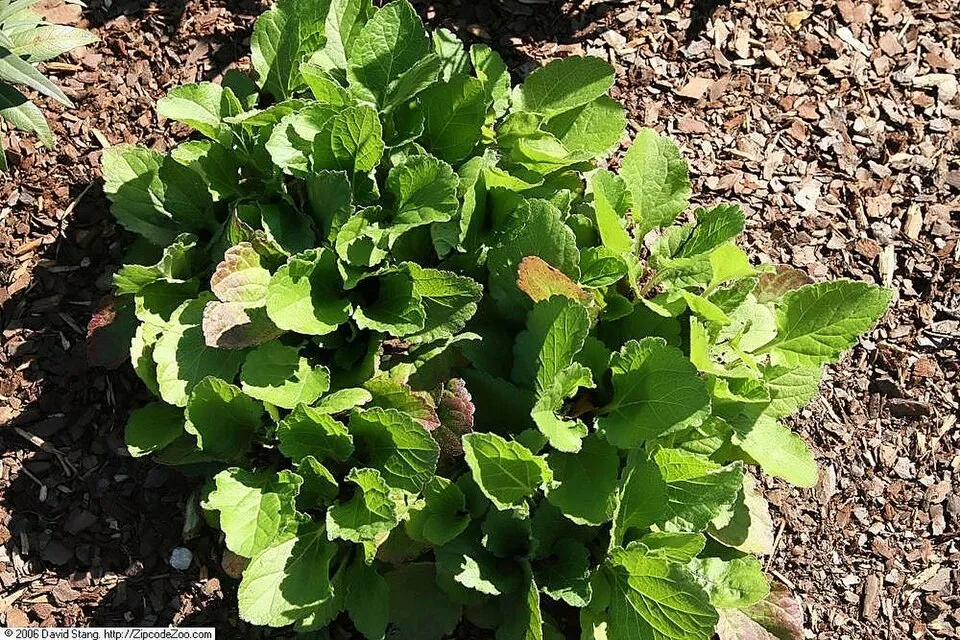 Aranykosárka  / Chrysogonum virginianum 'Pierre'