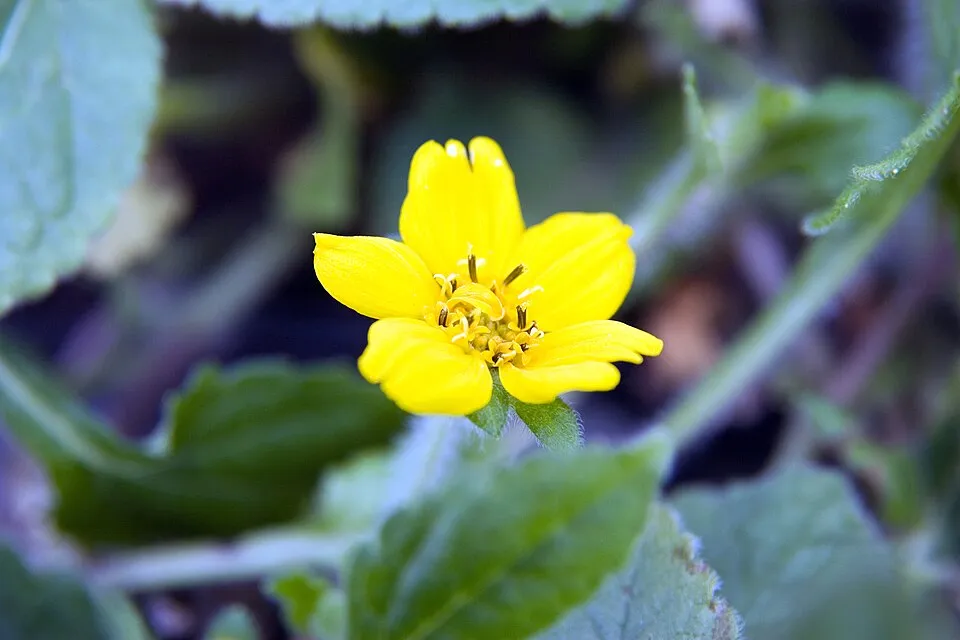 Aranykosárka  / Chrysogonum virginianum 'Pierre'