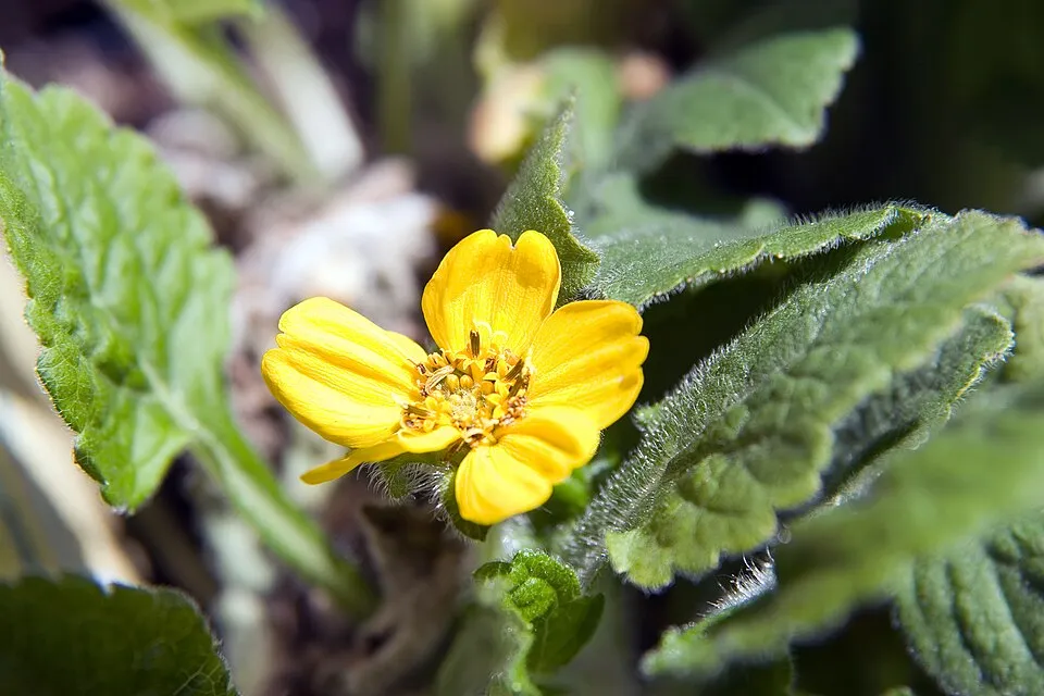 Aranykosárka  / Chrysogonum virginianum 'Pierre'