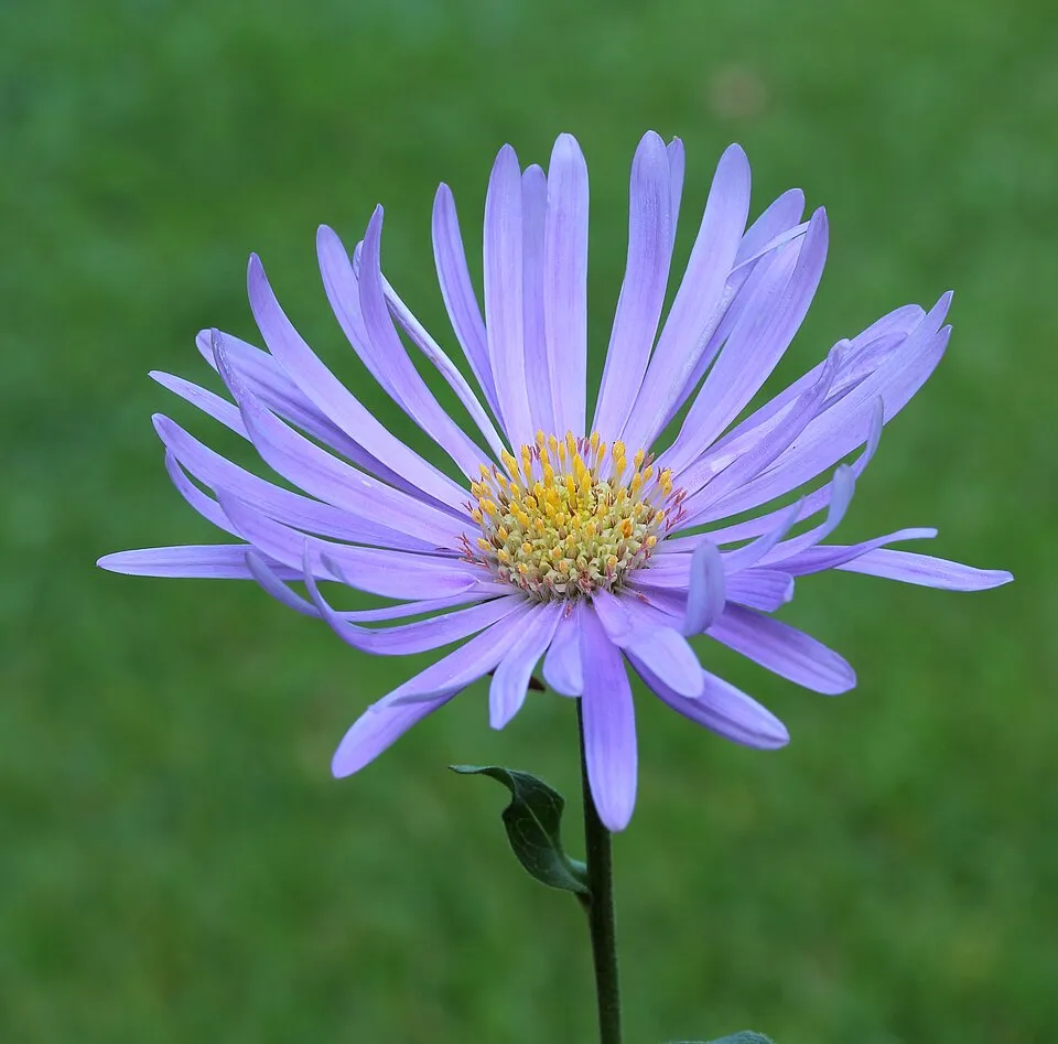 Karcsúsugarú őszirózsa / Cordiofontis flexuosa (syn. Aster thomsonii)