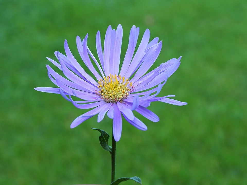 Karcsúsugarú őszirózsa / Cordiofontis flexuosa (syn. Aster thomsonii)