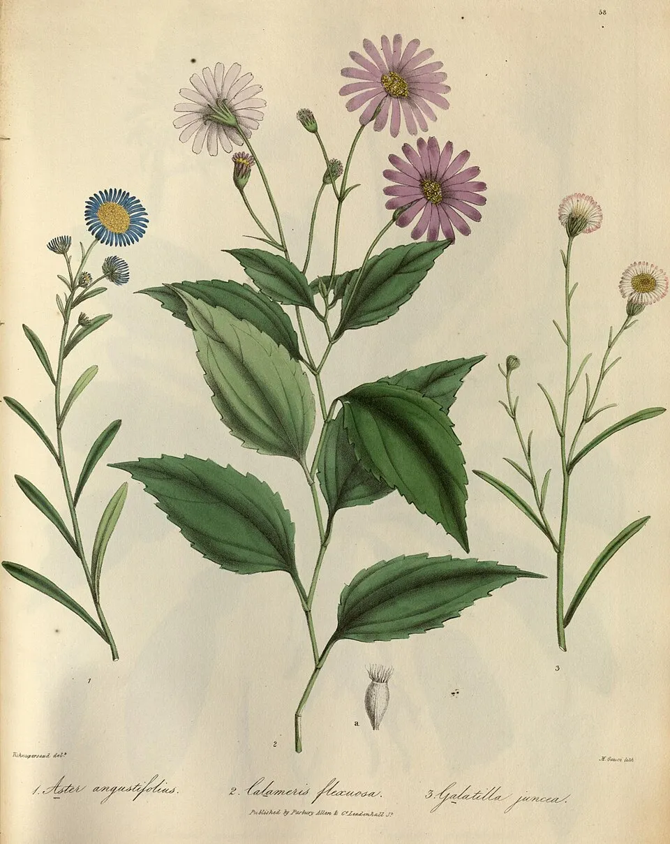 Karcsúsugarú őszirózsa / Cordiofontis flexuosa (syn. Aster thomsonii)