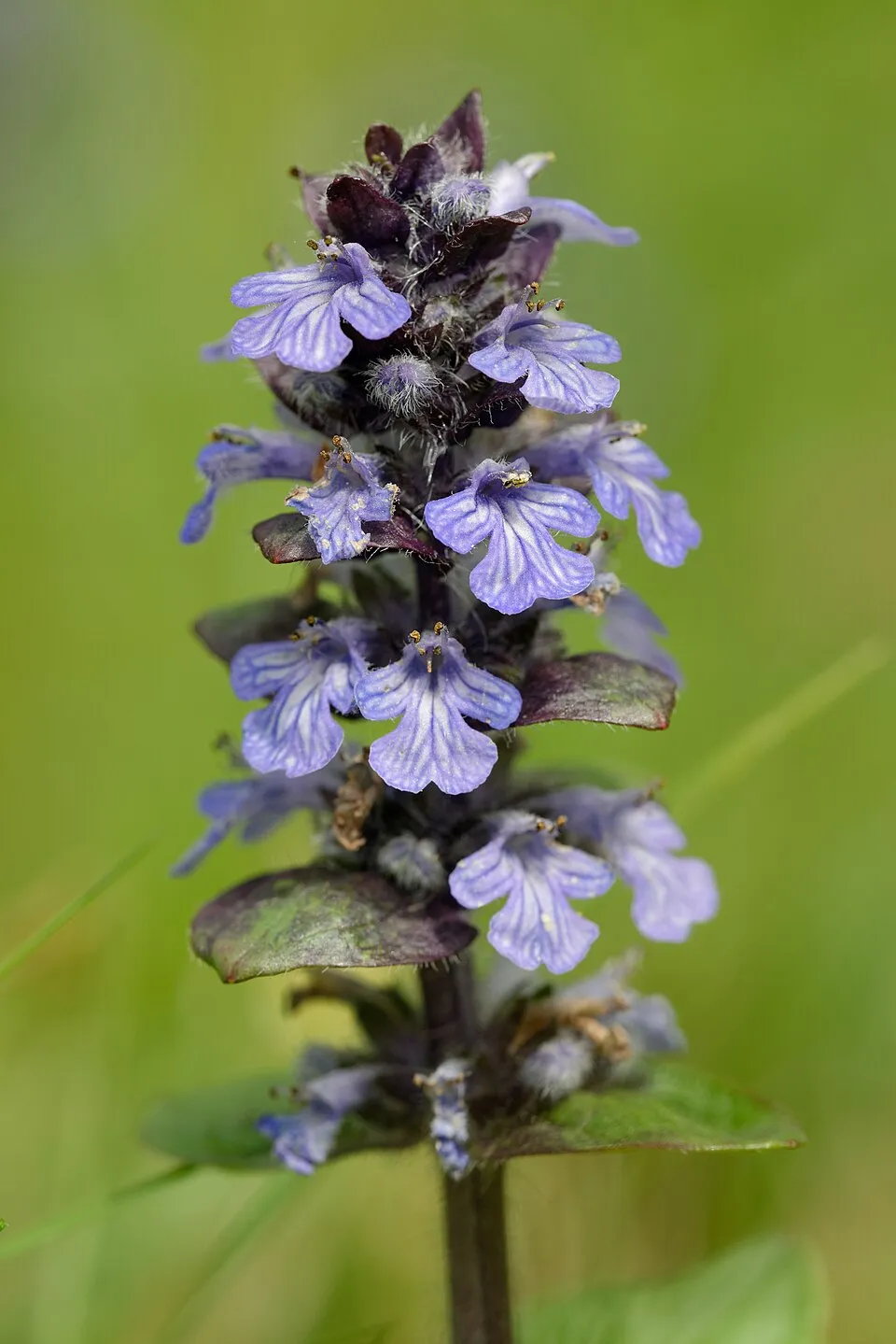 Indás ínfű / Ajuga reptans 'Midnight Mystery'