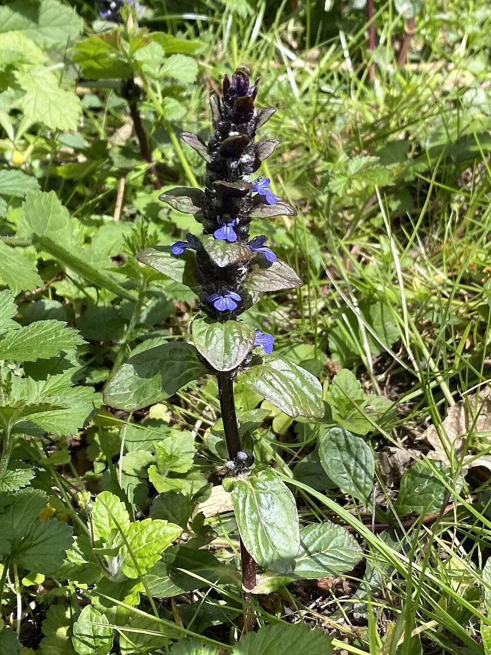 Indás ínfű / Ajuga reptans 'Midnight Mystery'