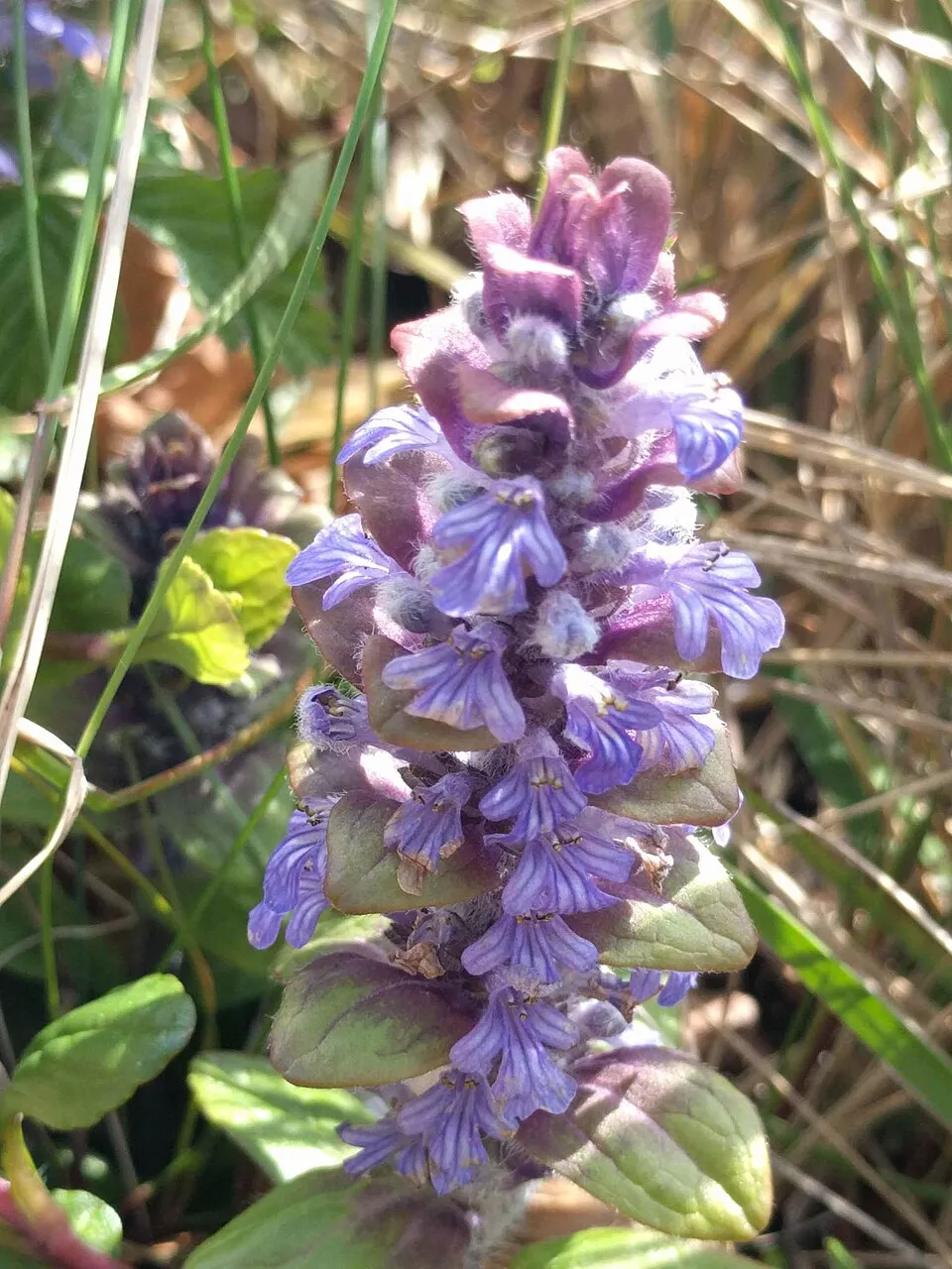 Indás ínfű / Ajuga reptans 'Midnight Mystery'