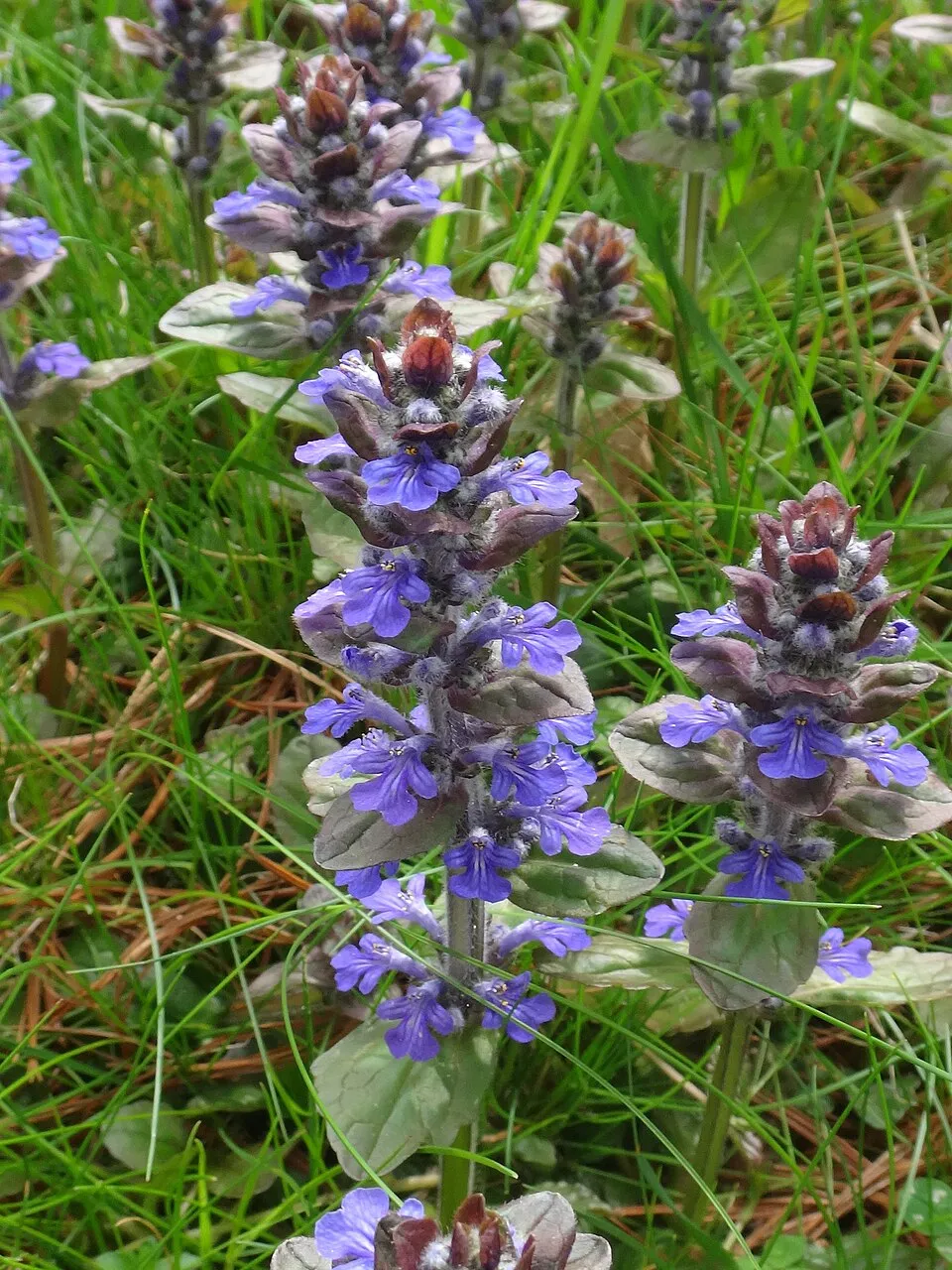Indás ínfű / Ajuga reptans 'Midnight Mystery'