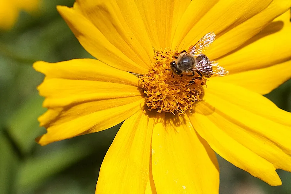 Menyecskeszem / Coreopsis Big Bang 'Full Moon'
