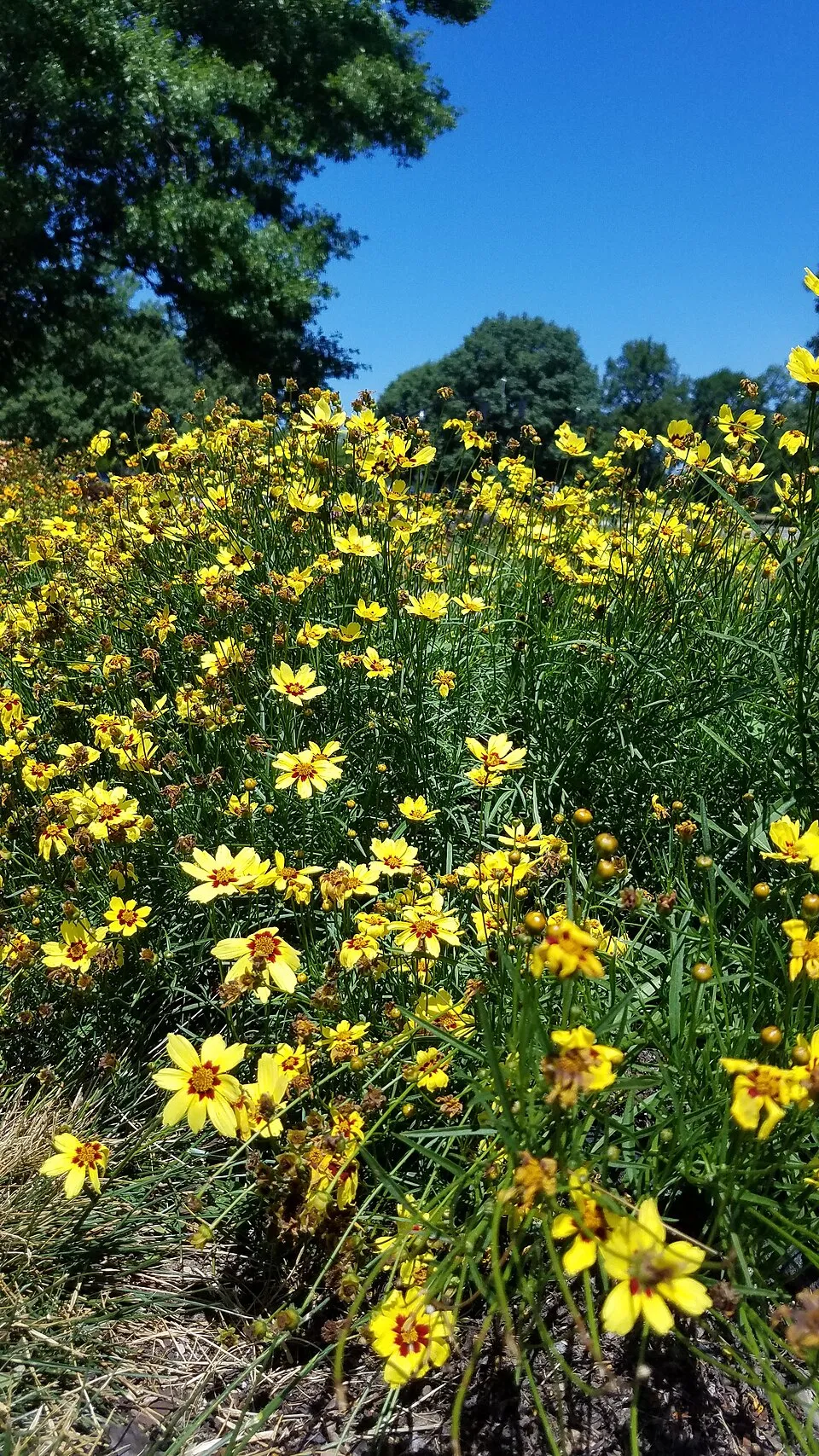 Menyecskeszem / Coreopsis Big Bang 'Full Moon'