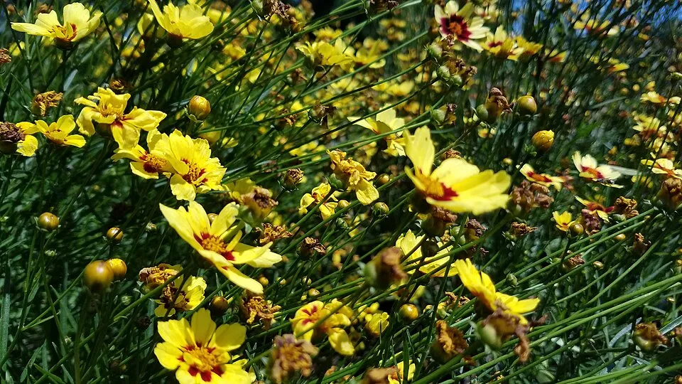 Menyecskeszem / Coreopsis Big Bang 'Full Moon'