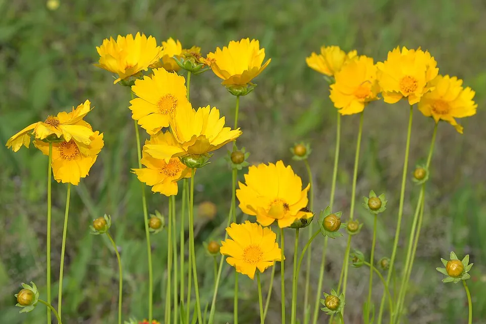 Menyecskeszem / Coreopsis Big Bang 'Full Moon'