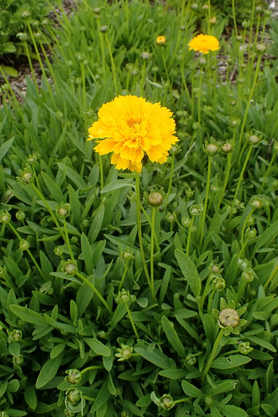 Nagyfészkű menyecskeszem / Coreopsis grandiflora 'Christchurch'