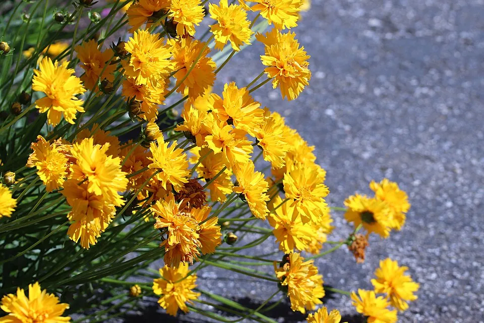Nagyfészkű menyecskeszem / Coreopsis grandiflora 'Christchurch'