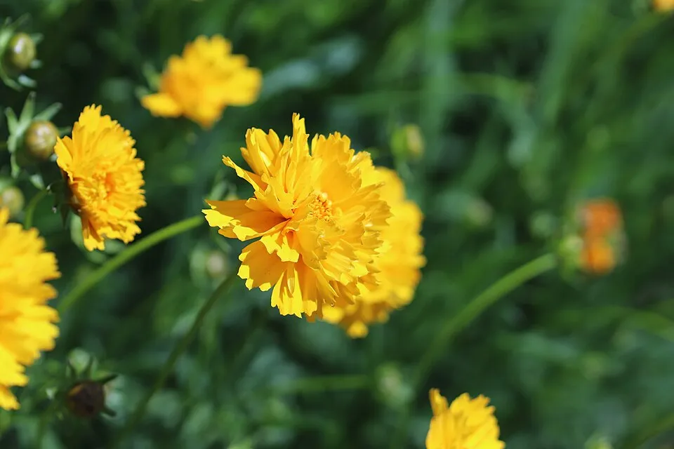 Nagyfészkű menyecskeszem / Coreopsis grandiflora 'Christchurch'