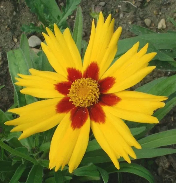 Nagyfészkű menyecskeszem / Coreopsis grandiflora 'Christchurch'