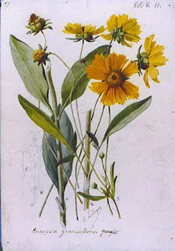 Nagyfészkű menyecskeszem / Coreopsis grandiflora 'Christchurch'