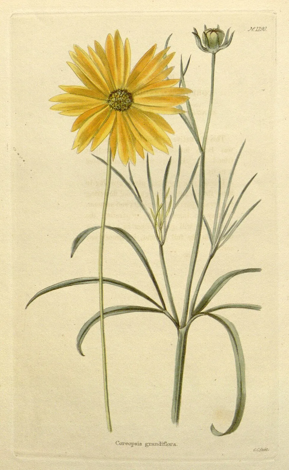 Nagyfészkű menyecskeszem / Coreopsis grandiflora 'Christchurch'