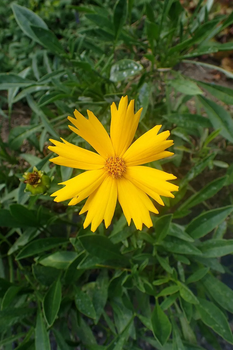 Nagyfészkű menyecskeszem / Coreopsis grandiflora 'Christchurch'