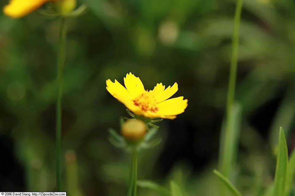Nagyfészkű menyecskeszem / Coreopsis grandiflora 'Christchurch'