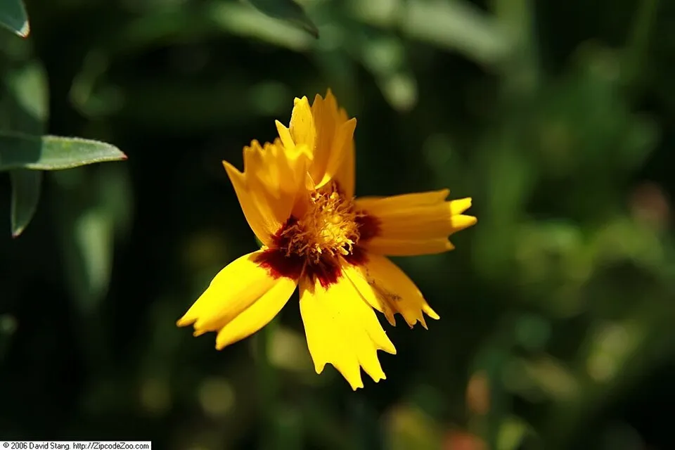 Nagyfészkű menyecskeszem / Coreopsis grandiflora 'Christchurch'