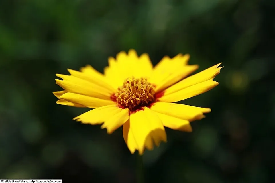Nagyfészkű menyecskeszem / Coreopsis grandiflora 'Christchurch'