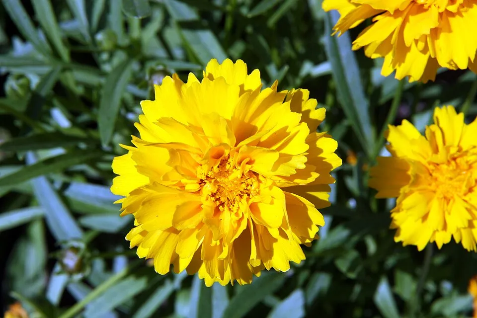 Nagyfészkű menyecskeszem / Coreopsis grandiflora 'Christchurch'