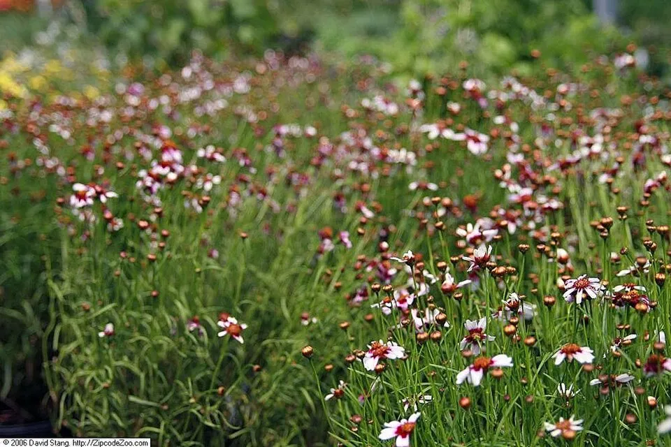Törpe menyecskeszem / Coreopsis rosea 'American Dream'