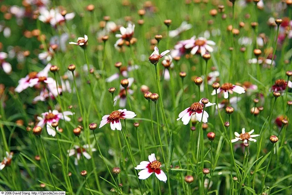 Törpe menyecskeszem / Coreopsis rosea 'American Dream'