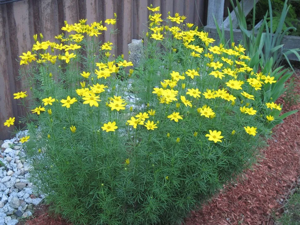 Keskenylevelű menyecskeszen / Coreopsis verticillata 'Grandiflora'