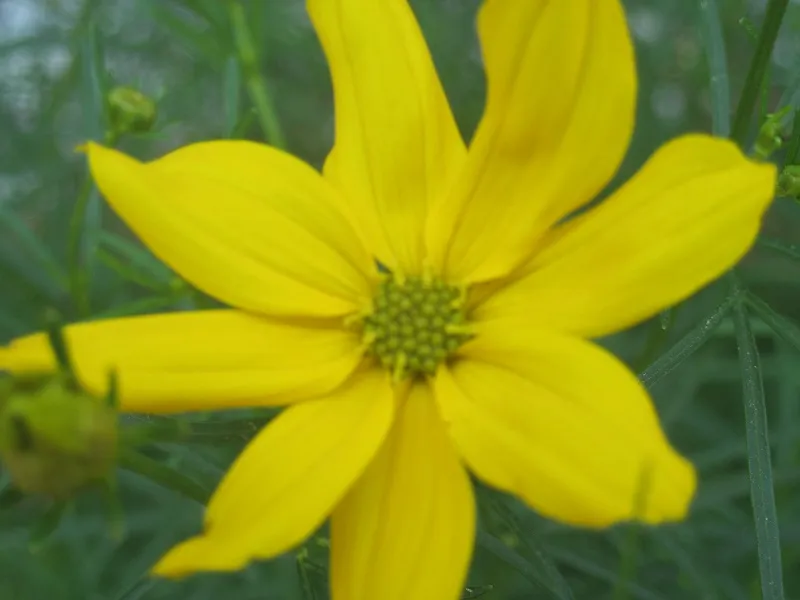 Keskenylevelű menyecskeszen / Coreopsis verticillata 'Grandiflora'