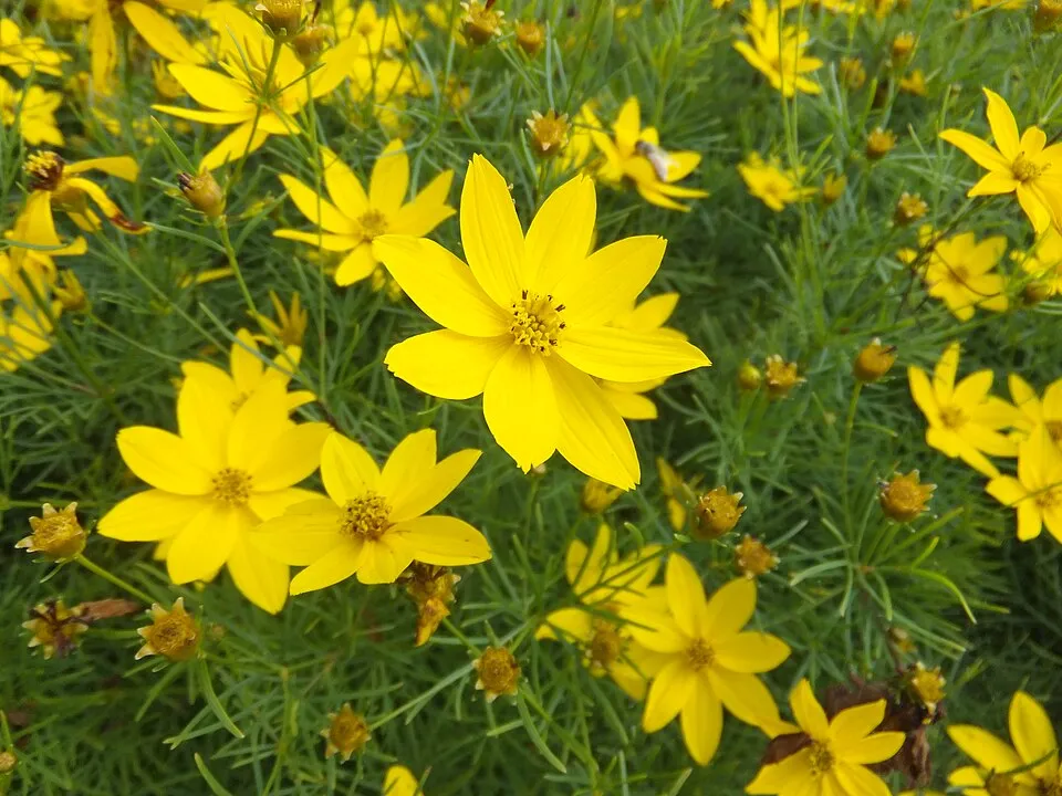 Keskenylevelű menyecskeszem / Coreopsis verticillata 'Route 66'