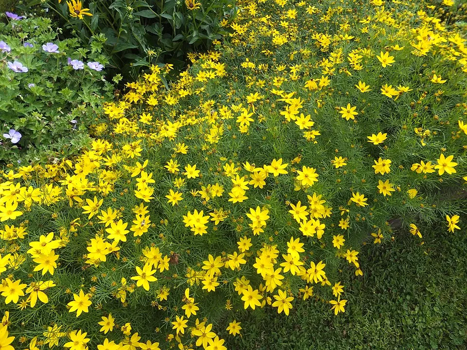 Keskenylevelű menyecskeszem / Coreopsis verticillata 'Route 66'