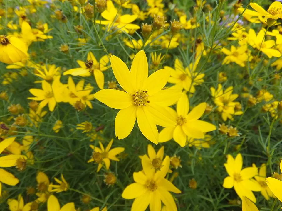 Keskenylevelű menyecskeszem / Coreopsis verticillata 'Route 66'