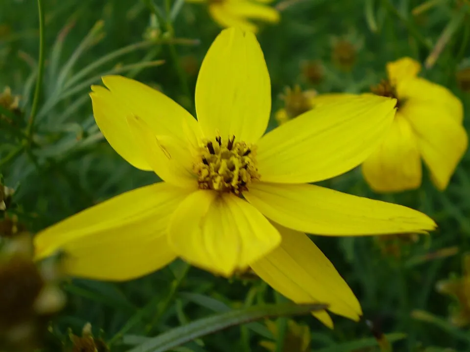 Keskenylevelű menyecskeszem / Coreopsis verticillata 'Route 66'