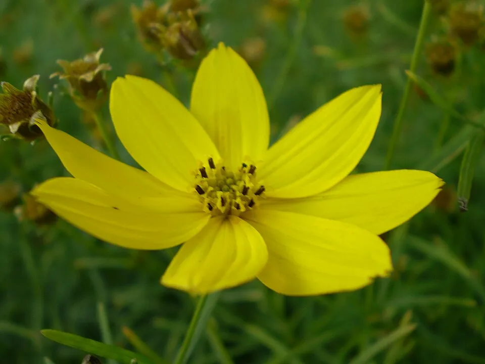 Keskenylevelű menyecskeszem / Coreopsis verticillata 'Route 66'