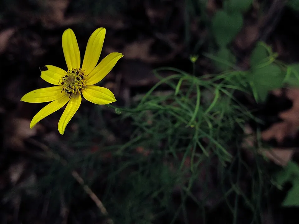 Keskenylevelű menyecskeszem / Coreopsis verticillata 'Route 66'