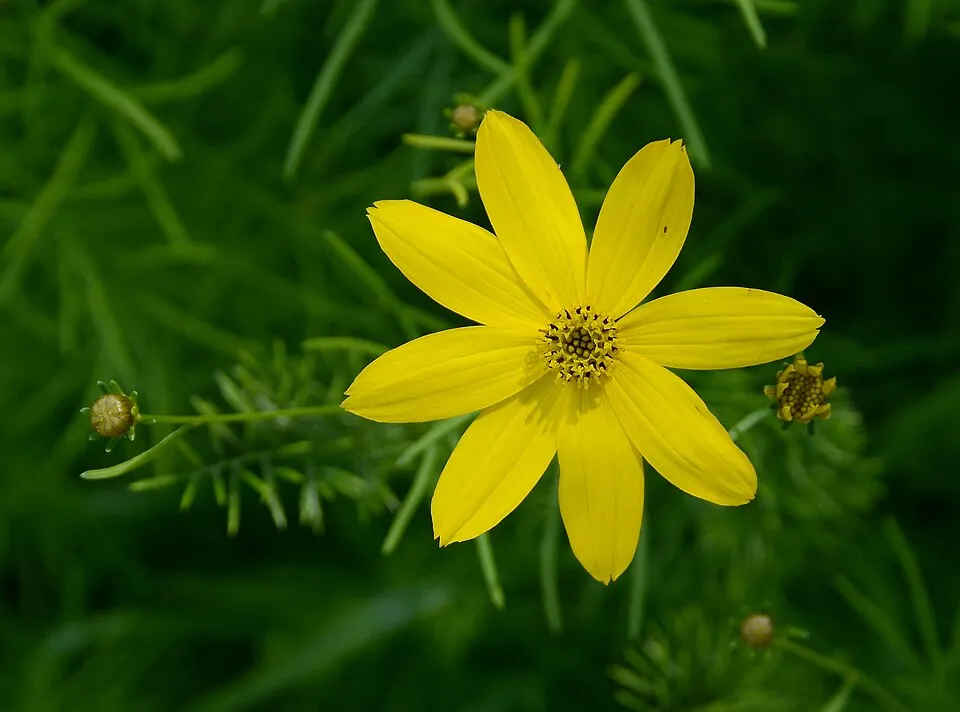 Keskenylevelű menyecskeszem / Coreopsis verticillata 'Route 66'